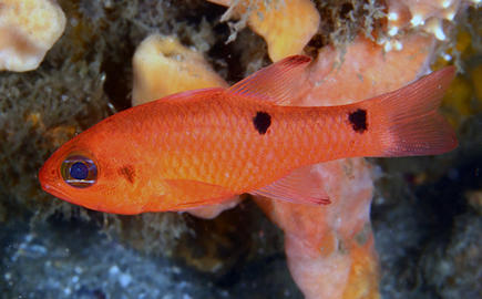 Twospot Cardinalfish