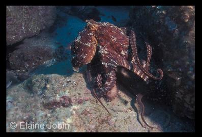 Two-Spot Octopus