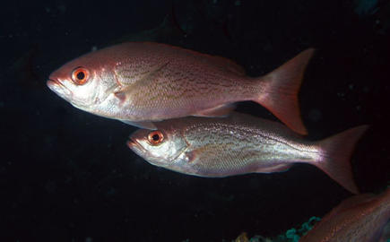 Vermillion Snapper