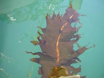 Asian Kelp Wakame (exotic)