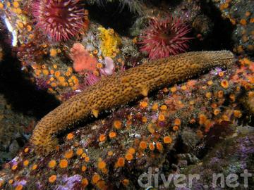Warty Sea Cucumber