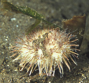 White Urchin