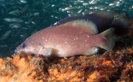 Whitespotted Soapfish