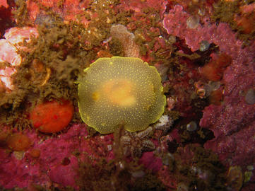 white yellow cadlina