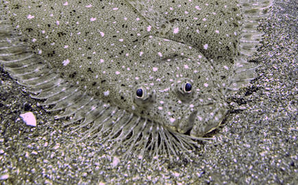 Windowpane Flounder
