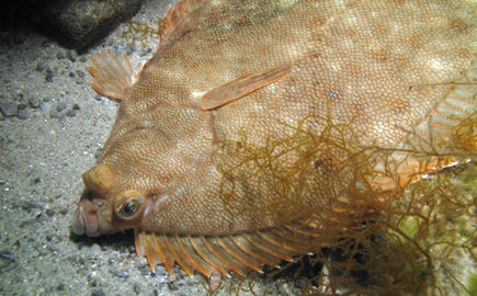 Winter Flounder