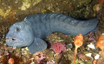 Atlantic Wolffish