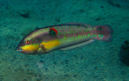 Wounded Wrasse