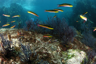 Cortez Rainbow Wrasse