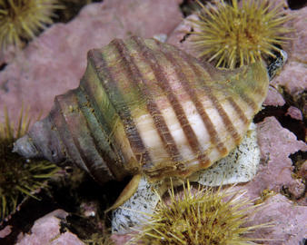 wrinkle whelk