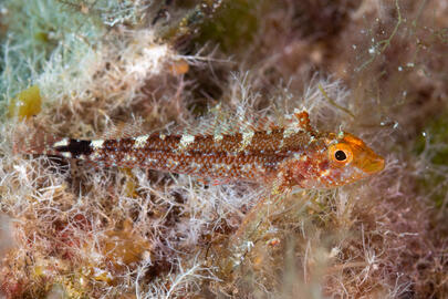 Photo by Stacey Henderson