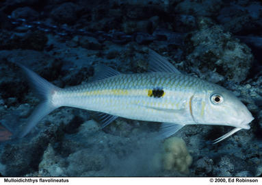 Yellowstripe Goatfish