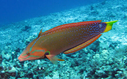 Photo by Janna Nichols