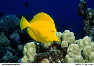 Yellow Tang