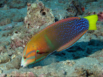 Yellowtail Coris