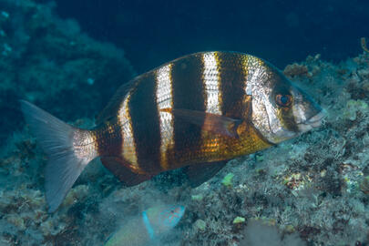 Photo by Stacey Henderson