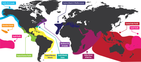 REEF Volunteer Fish Survey Project regions