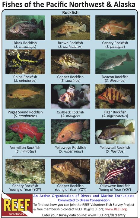 PNW - Color ID Cards | Reef Environmental Education Foundation