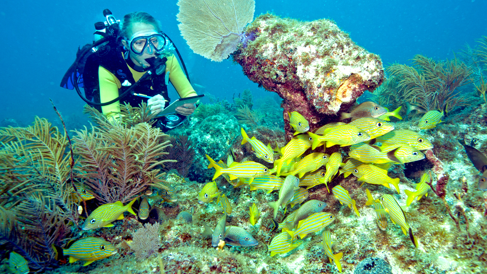 reef environmental education foundation
