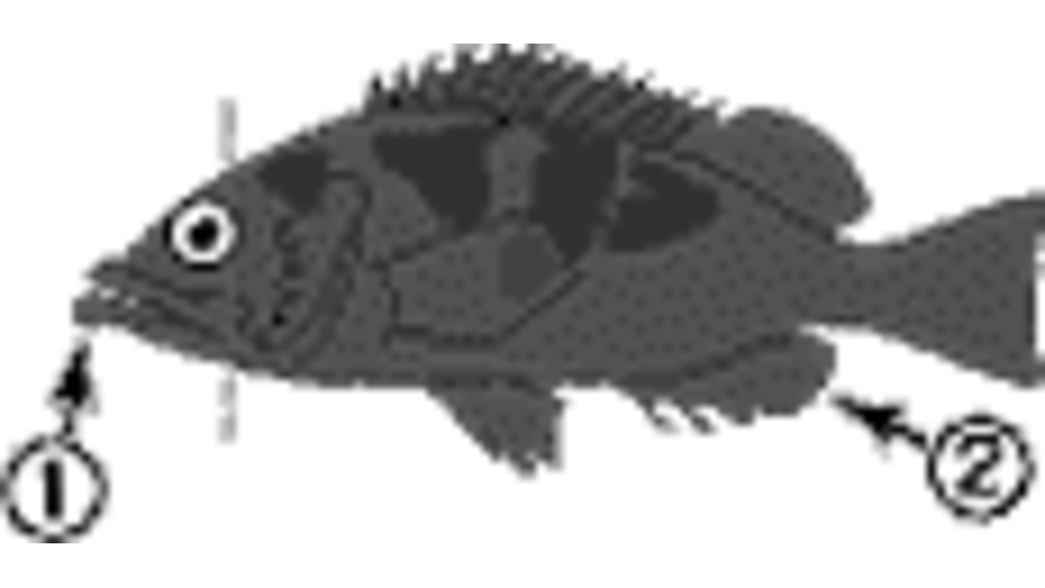 Black Rockfish Reef Environmental Education Foundation