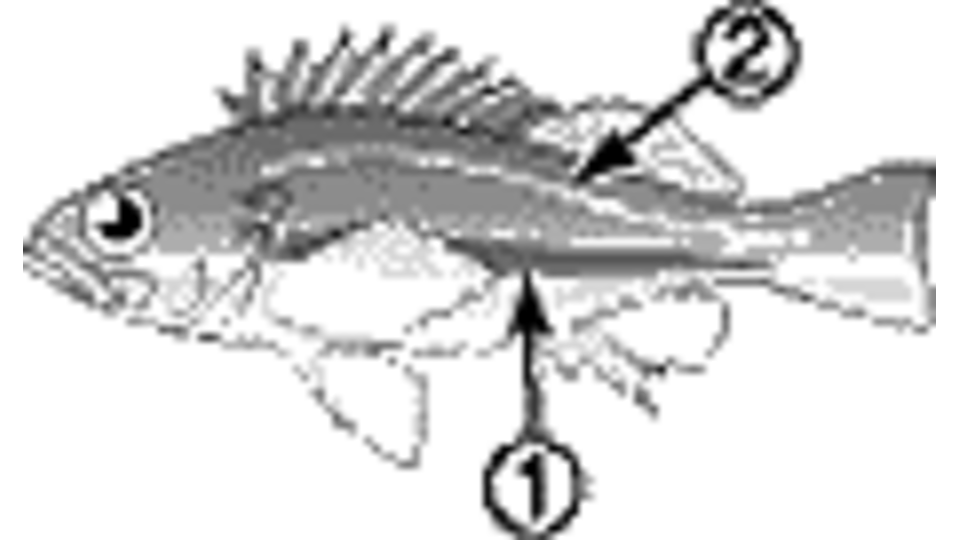 Puget Sound Rockfish Reef Environmental Education Foundation