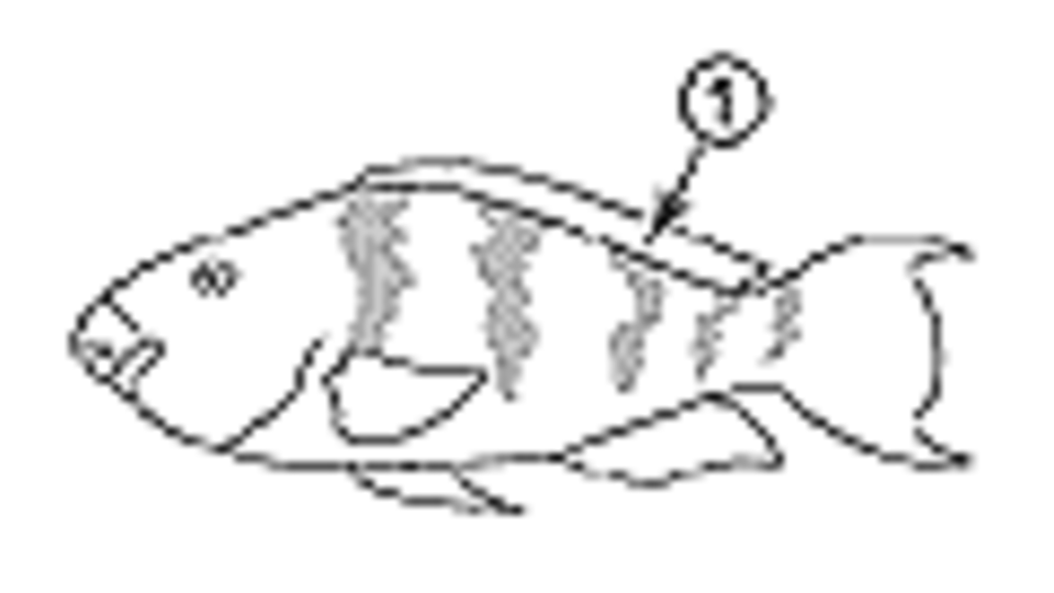 Bluechin Parrotfish