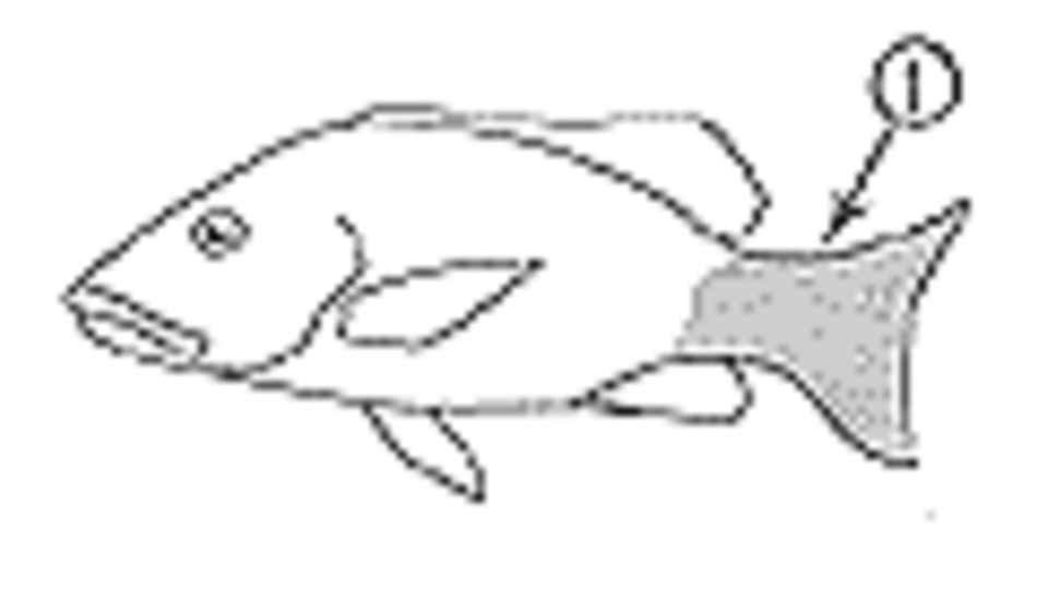 Amarillo (Yellow) Snapper