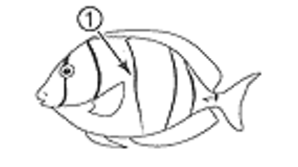Convict Surgeonfish