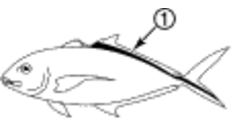 Bar Jack Reef Environmental Education Foundation