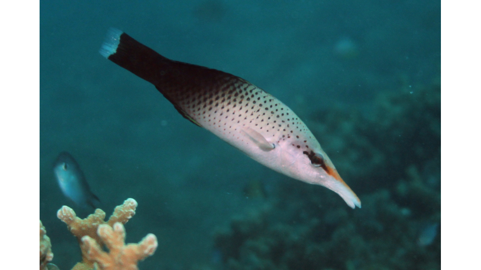 Photo by Janna Nichols