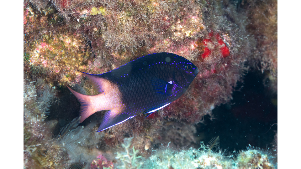 Photo by Stacey Henderson