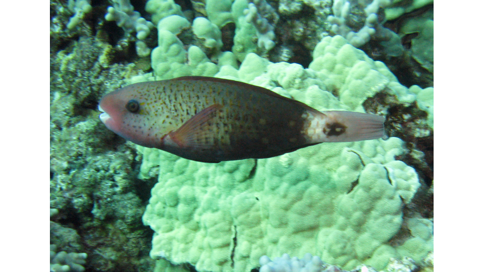 Photo by Janna Nichols