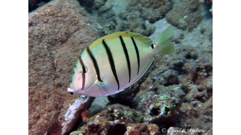 Convict Tang photo by David Andrew
