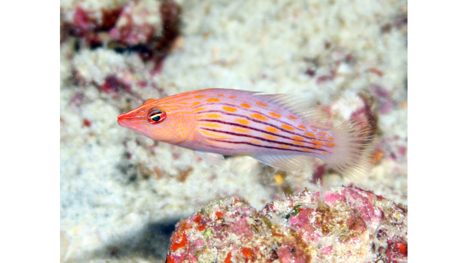 Photo by Janna Nichols