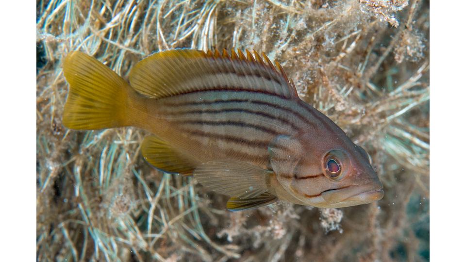 Photo by Stacey Henderson