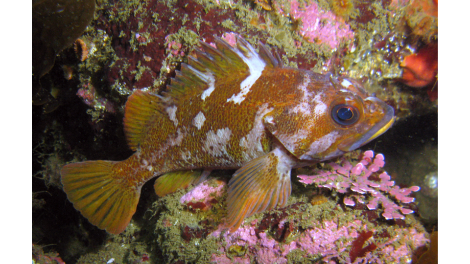 Photo by Janna Nichols