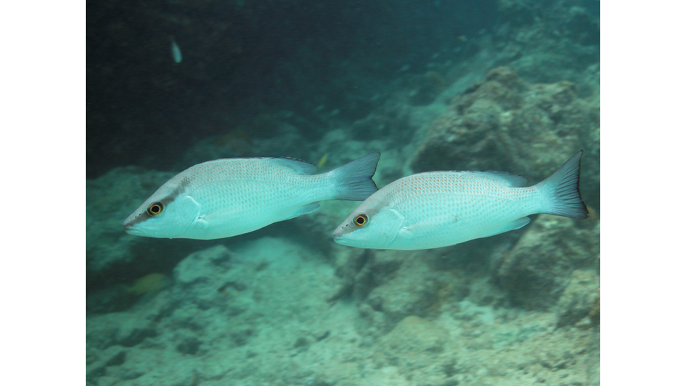 Photo by Janna Nichols