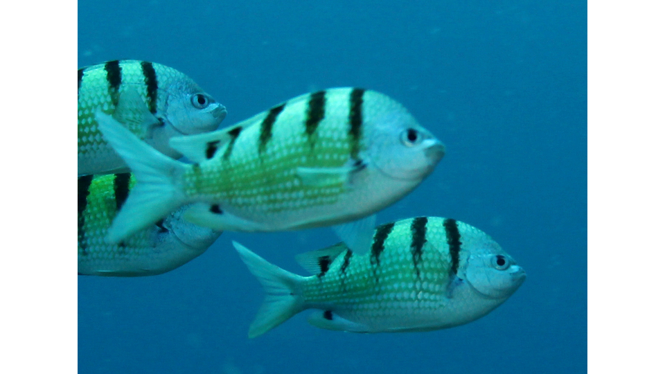 Photo by Janna Nichols