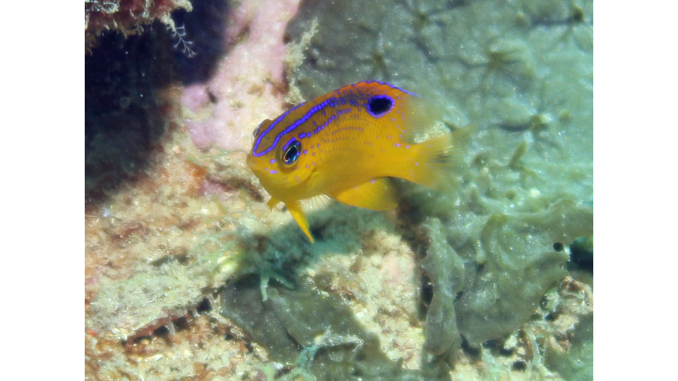 Photo by Janna Nichols