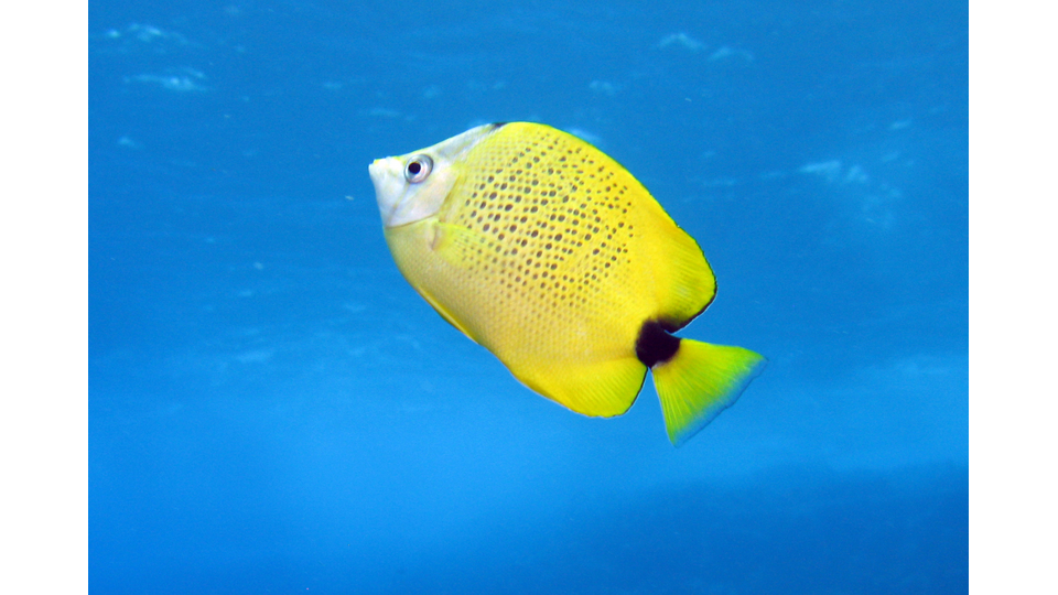 Photo by Janna Nichols