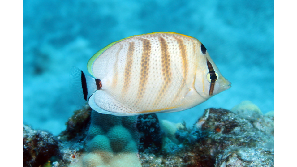 Photo by Janna Nichols