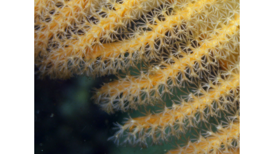 Photo by Janna Nichols