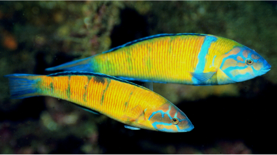 Photo by Jorge Fontes @ImagDOP