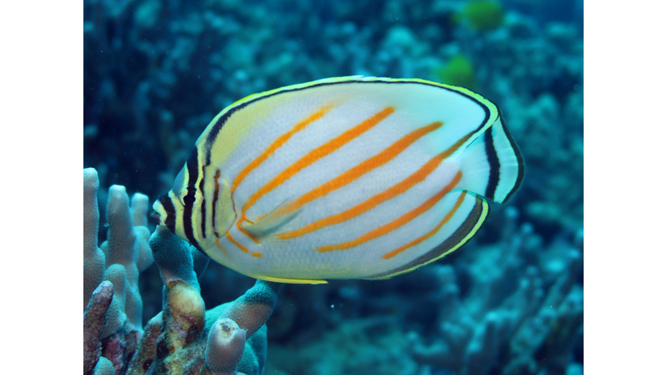 Photo by Janna Nichols