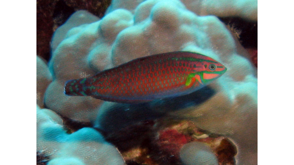 Photo by Janna Nichols