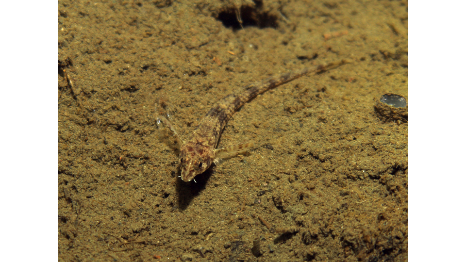 Photo by Janna Nichols