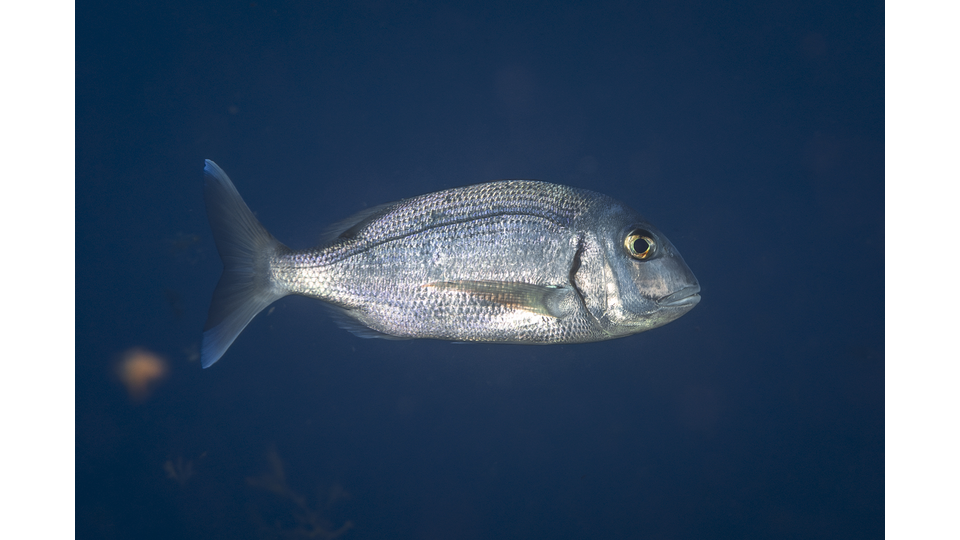 Photo by Stacey Henderson