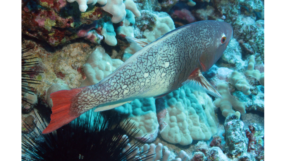 Photo by Janna Nichols