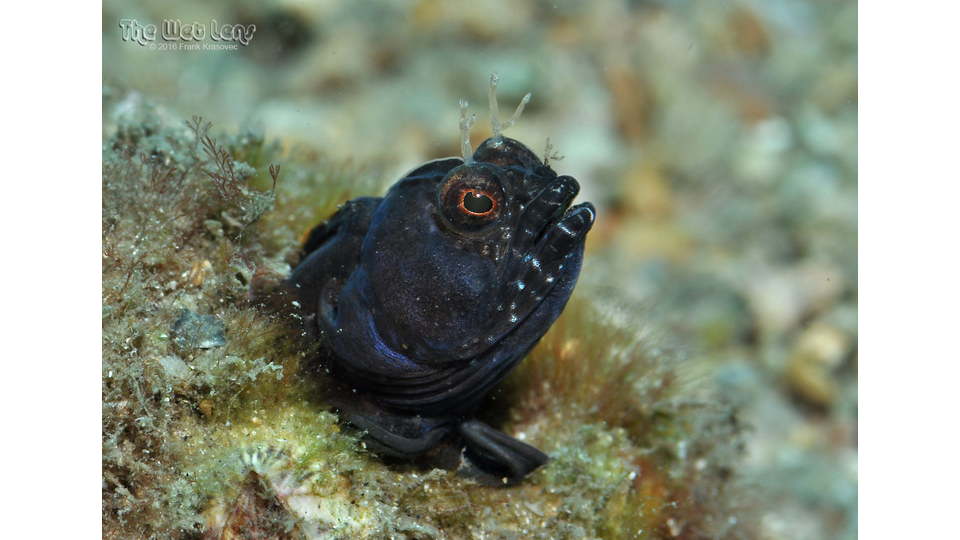 Photo by Frank Krasovec