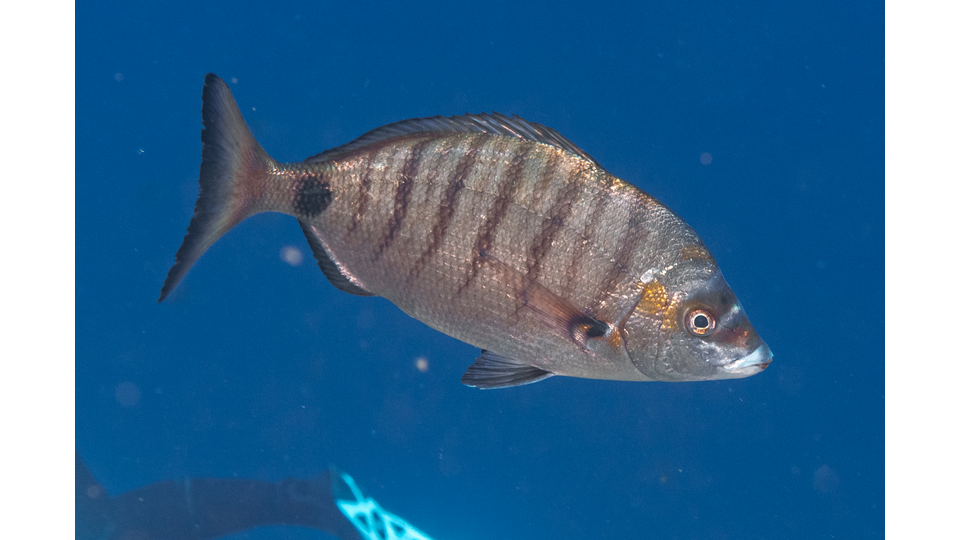 Photo by Stacey Henderson